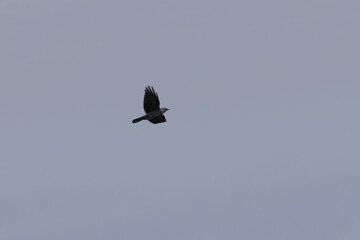 Jackdaw (Coloeus monedula) - Commonly Found in Urban and Coastal Areas, Bull Island, Dublin