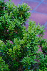 Green boxwood bush close up
