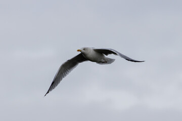 Herring Gull (Larus argentatus) - Coastal Seabird Common on Bull Island, Dublin, and Irish Shores