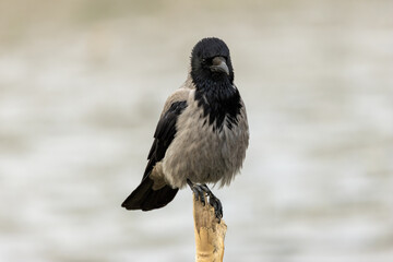Hooded Crow (Corvus cornix) - Found in Urban and Coastal Areas, Bull Island, Dublin