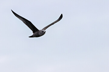 Fototapeta premium Herring Gull (Larus argentatus) - Coastal Seabird Common on Bull Island, Dublin, and Irish Shores