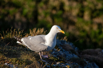 Herring Gull (Larus argentatus) - Coastal Seabird Common on Bull Island, Dublin, and Irish Shores