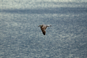 Herring Gull (Larus argentatus) - Coastal Seabird Common on Bull Island, Dublin, and Irish Shores
