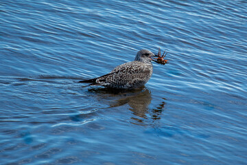 Herring Gull (Larus argentatus) - Coastal Seabird Common on Bull Island, Dublin, and Irish Shores