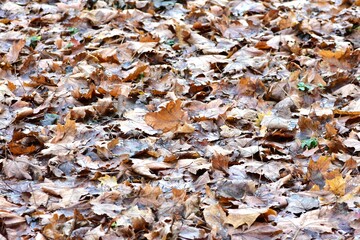Old brown autumn leaves on the ground textured pattern background