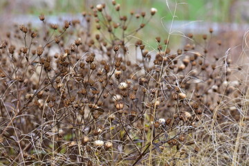 Dry faded brown plants in autumn close up