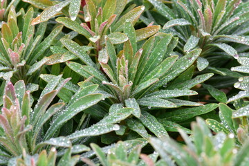 Green plant leaves with tiny droplets close up background