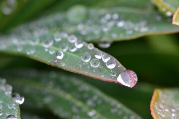 Green plant leaves with tiny droplets close up background