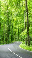 Obraz premium Curved road surrounded by lush green trees in a forest.