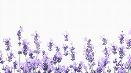 Naklejka premium Isolated Lavender Flowers on a Clean White Background for Design