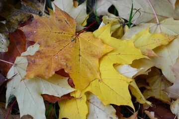 Autumn leaves on the ground top view close up pattern background. Maple leaves in the autumn. Colourful tree leaves laying on the ground .
