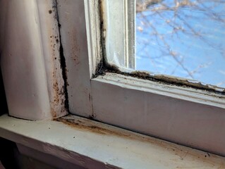 Vintage 1950s Wooden Window Frame with Mold Growth and Condensation in Midwest Home During Winter