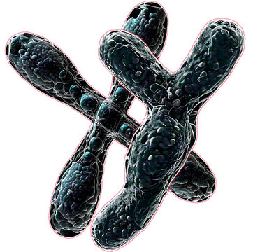 chromosome xy man
