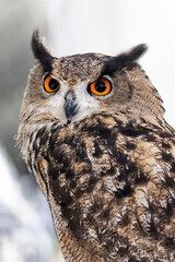 Owl in front of a blurred grey meadow, bird, wildlife bokeh. Close portrait of an Eurasian eagle owl (Bubo Bubo)