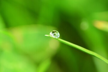 Water droplet on green grass leaf close up view. Blurry background