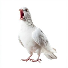 Naklejka premium Shocked dove with open mouth on a white background. Generated AI