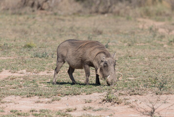 Photo of common warthog