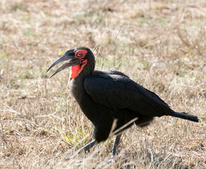 Photo of southern ground hornbill