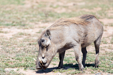 Photo of common warthog