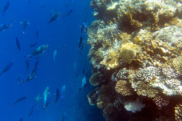 View of coral reef