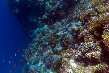 View of coral reef