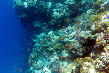 View of coral reef