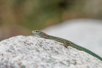 Tyrrhenian wall lizard (Podarcis tiliguerta) is a species of lizard in the family Lacertidae. The species is endemic to the islands Sardinia and Corsica