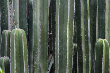 Close up Cactus