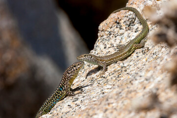 Tyrrhenian wall lizard (Podarcis tiliguerta) is a species of lizard in the family Lacertidae. The species is endemic to the islands Sardinia and Corsica