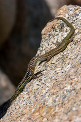 Tyrrhenian wall lizard (Podarcis tiliguerta) is a species of lizard in the family Lacertidae. The species is endemic to the islands Sardinia and Corsica