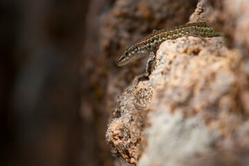 Tyrrhenian wall lizard (Podarcis tiliguerta) is a species of lizard in the family Lacertidae. The species is endemic to the islands Sardinia and Corsica