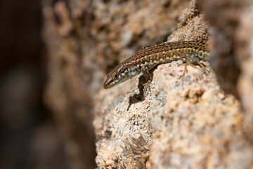 Tyrrhenian wall lizard (Podarcis tiliguerta) is a species of lizard in the family Lacertidae. The species is endemic to the islands Sardinia and Corsica