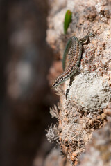 Tyrrhenian wall lizard (Podarcis tiliguerta) is a species of lizard in the family Lacertidae. The species is endemic to the islands Sardinia and Corsica