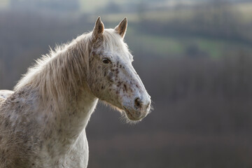 Fototapeta premium Portrait of a horse in a field in a sunny winter day. Grey horse in countryside. in a meadow.