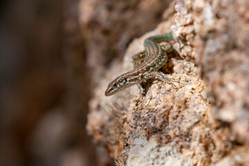 Tyrrhenian wall lizard (Podarcis tiliguerta) is a species of lizard in the family Lacertidae. The species is endemic to the islands Sardinia and Corsica