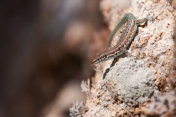 Tyrrhenian wall lizard (Podarcis tiliguerta) is a species of lizard in the family Lacertidae. The species is endemic to the islands Sardinia and Corsica