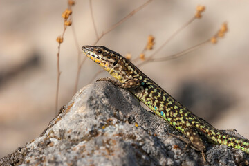 Tyrrhenian wall lizard (Podarcis tiliguerta) is a species of lizard in the family Lacertidae. The species is endemic to the islands Sardinia and Corsica