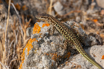 Tyrrhenian wall lizard (Podarcis tiliguerta) is a species of lizard in the family Lacertidae. The species is endemic to the islands Sardinia and Corsica