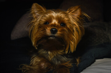 yorkshire terrier portrait