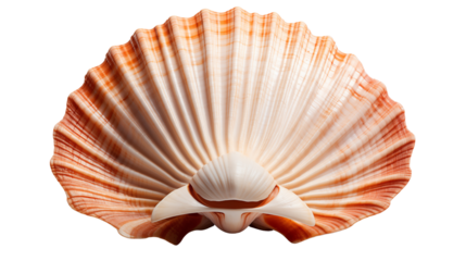 White scallop shell showcasing natural elegance, great for beachside themes, studio view, isolated on transparent background.