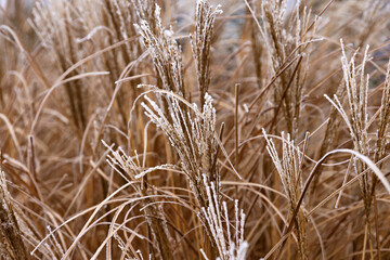 frozen grasses with frozen frost on the inflorescence in winter