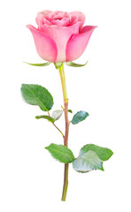 Obraz premium beautiful pink rose flower isolated for valentine's day or celebrating love anniversaries and floral arrangements