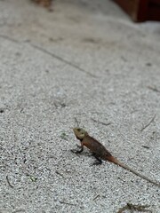 small lizard on sand shot from the side