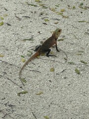 small oriental garden lizard on an island