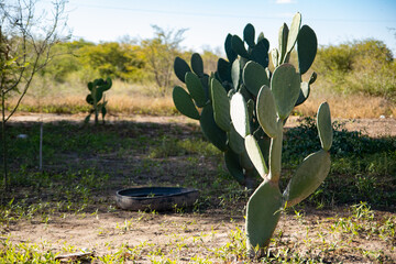 Cactus en el monte