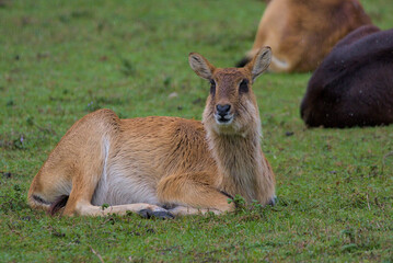Fototapeta premium A young antelope Lechwe rests on the grass as raindrops fall. Its fur appears wet, glistening under the soft, diffused light. Other antelopes lay nearby, blending into the green and brown landscape.