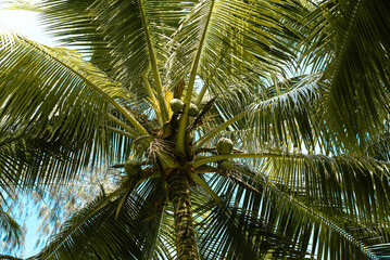 Fototapeta premium Coconut tree with green leafs. Palm