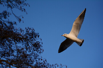 seagull in flight