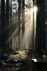 Sunlight in Forest
