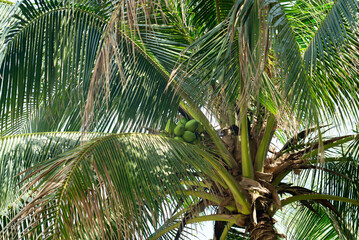 Fototapeta premium Coconut tree with green leafs. Palm